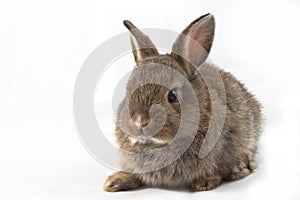 Cute rabbit