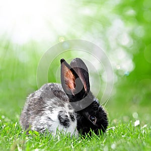 Cute Rabbit