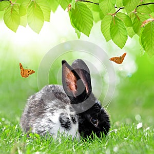 Cute Rabbit