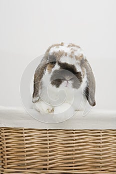 A cute rabbit on a basket
