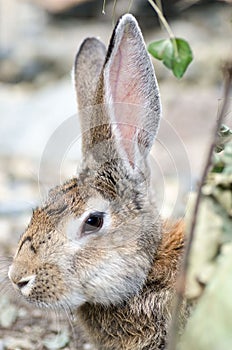 Cute rabbit with big ears in spring forest