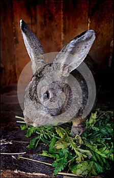 Cute rabbit in cage with grass, bun portrait, animals world
