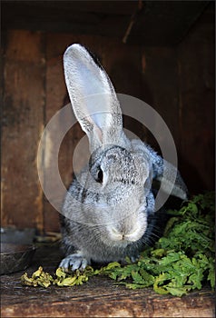 Cute rabbit in cage with grass, bun portrait, animals world, pets in a farm