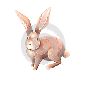 Cute Rabbit character digital illustration