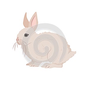 Cute rabbit. Country pet. Isolated character on a white background. Vector illustration in a flat style.