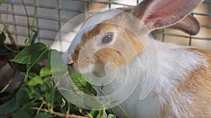 A cute rabbit of Dutch breed or mix eating leaves inside a cage