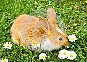 Cute rabbit eating