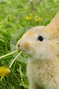 Cute Rabbit Eating Dandelion