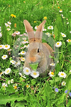 Cute Rabbit Eating Leaf in Summer