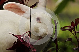 Cute rabbit eating plants