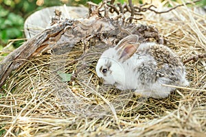 Cute rabbit and exposed roots