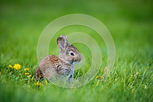 Cute rabbit with flower dandelion sitting in grass. Animal nature habitat, life in meadow. European rabbit or common