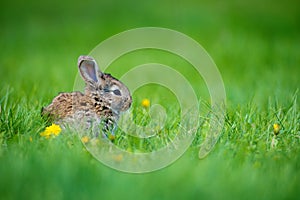 Cute rabbit with flower dandelion sitting in grass. Animal nature habitat, life in meadow. European rabbit or common