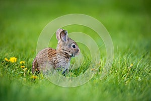 Cute rabbit with flower dandelion sitting in grass. Animal nature habitat, life in meadow. European rabbit or common