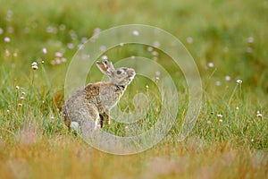 Cute rabbit with flower dandelion sitting in grass. Animal nature habitat, life in meadow. European rabbit or common rabbit, Oryct