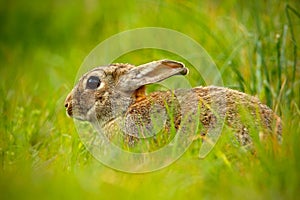 Cute rabbit with flower dandelion sitting in grass, animal in nature habitat, life in the meadow, Germany