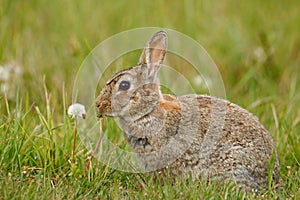Cute rabbit with flower dandelion sitting in grass during Easter