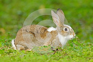 Cute rabbit with flower dandelion sitting in grass during Easter. Wildlife scene form nature. Animal behaviour at forest. Mammal i