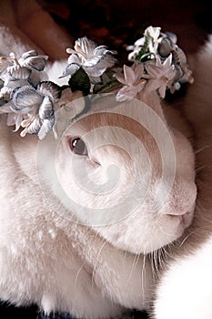 A cute rabbit with a flower headband. photo