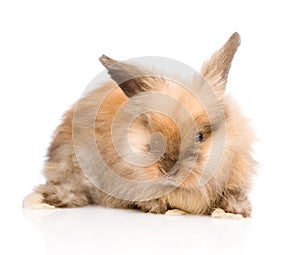 Cute rabbit in front. isolated on white background