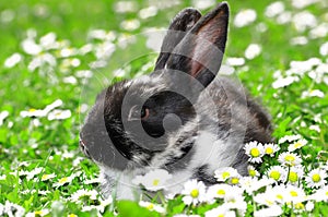 Cute Rabbit in Grass