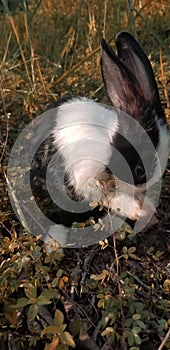 Cute rabbit on the grass in the garden
