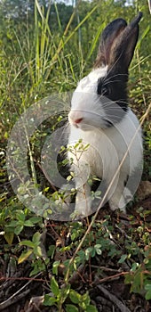 Cute rabbit on the grass in the garden