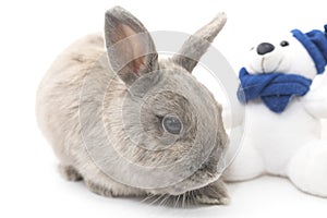 Cute rabbit gray sits near soft toy isolated on white background