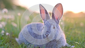 Cute rabbit on green grass with big ears. A charming gray rabbit in the garden
