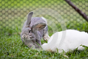 Cute rabbit jumping and playing in the meadow green grass. Friendship with easter bunny.