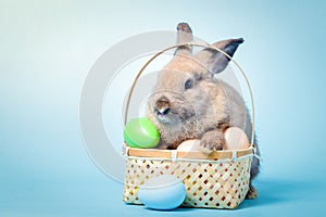 Cute rabbit, light brown fur with Easter eggs