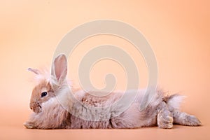 Cute rabbit with light brown fur lying down.