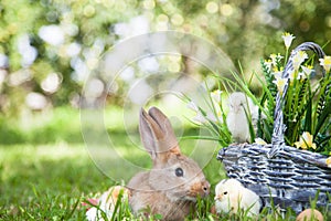 Cute rabbit and little chicks