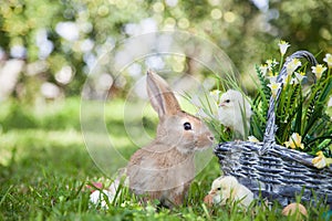 Cute rabbit and little chicks