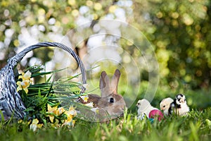 Cute rabbit and little chicks