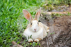 Cute rabbit lying down on the grass and soil in summer day