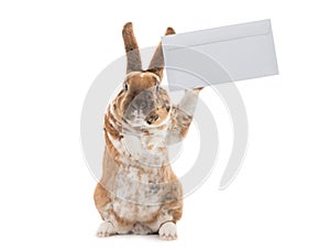 Cute rabbit with mail envelope isolated on white