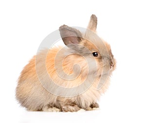 Cute rabbit in profile. isolated on white background
