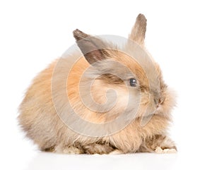 Cute rabbit in profile. isolated on white background