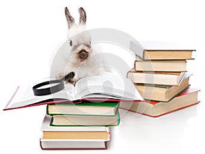 A cute rabbit is reading a book with a loupe