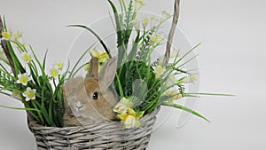 Cute rabbit sitting in a basket