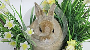 Cute rabbit sitting in a basket