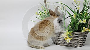 Cute rabbit sitting in a basket