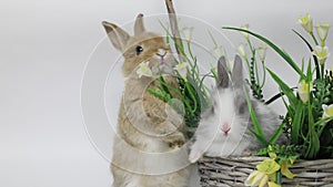 Cute rabbit sitting in a basket