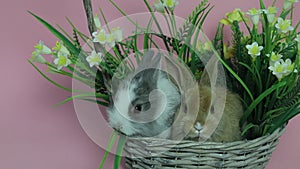 Cute rabbit sitting in a basket