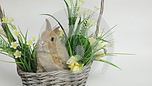 Cute rabbit sitting in a basket