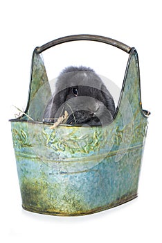 Cute rabbit sitting in a basket