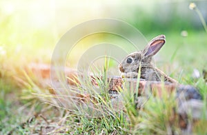 Cute rabbit sitting on brick wall and green field spring meadow / Easter bunny