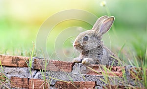 Cute rabbit sitting on brick wall and green field spring meadow / Easter bunny hunt for easter egg