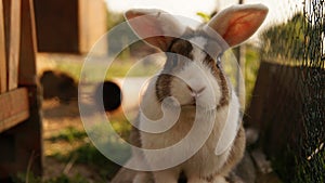 Cute rabbit sitting facing forward